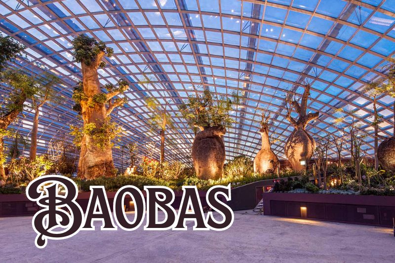 Baobabs Flower Dome Singapore