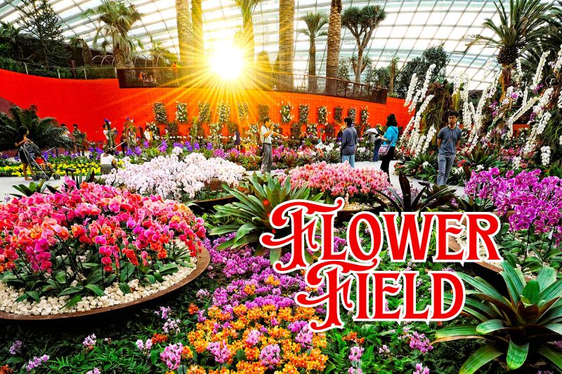 Flower Field Flower Dome