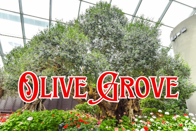 Olive Grove Singapore Flower Dome