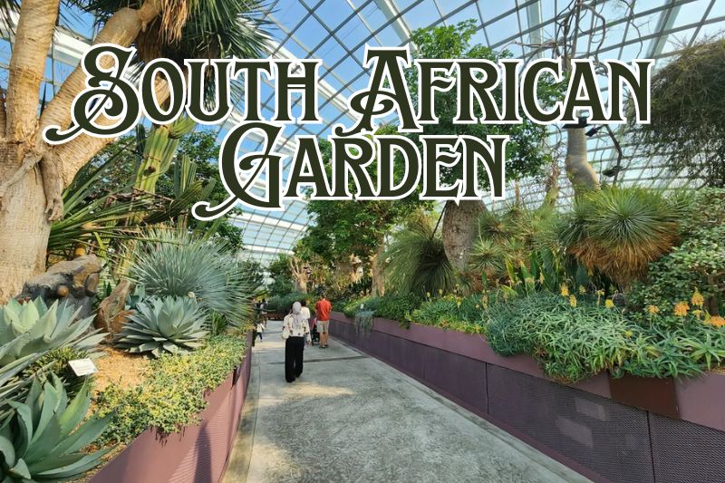 South African Garden Singapore Flower Dome