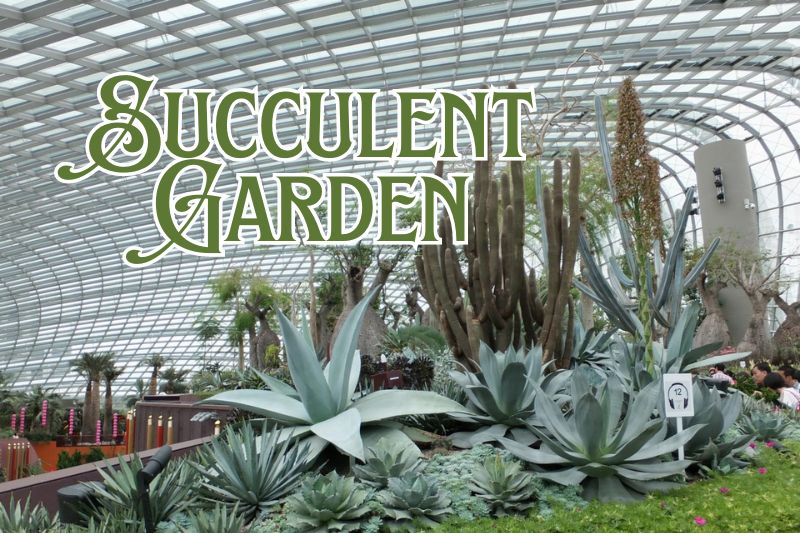 Succulent Garden Flower Dome