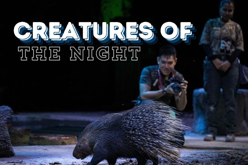 Creatures of the Night Show