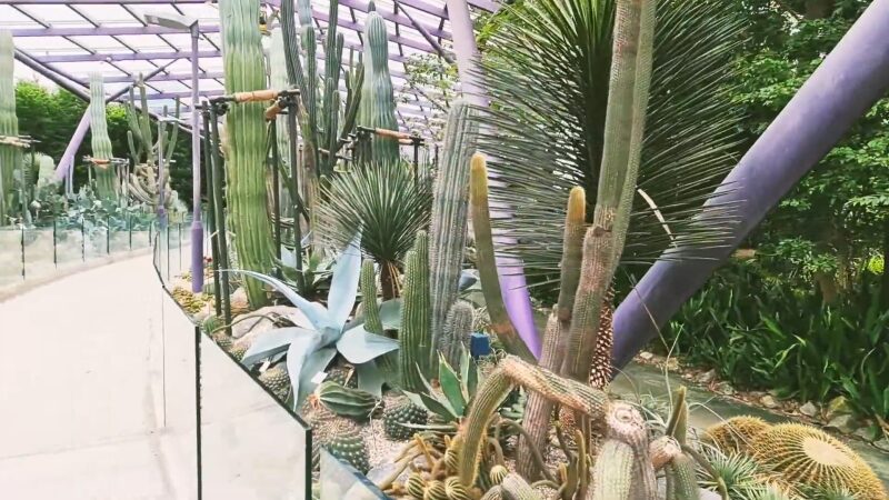 A Diverse Range of Cactus Species at The Sun Pavilion