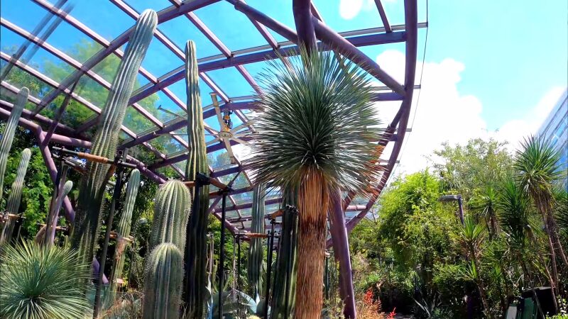 The Sun Pavilion at Gardens by The Bay Showcasing a Striking Collection of Towering Cacti and Desert Plants Under a Glass Canopy