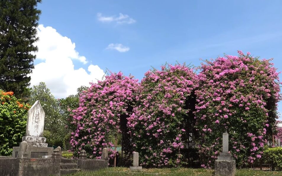 Japanese Cemetery Park in spring