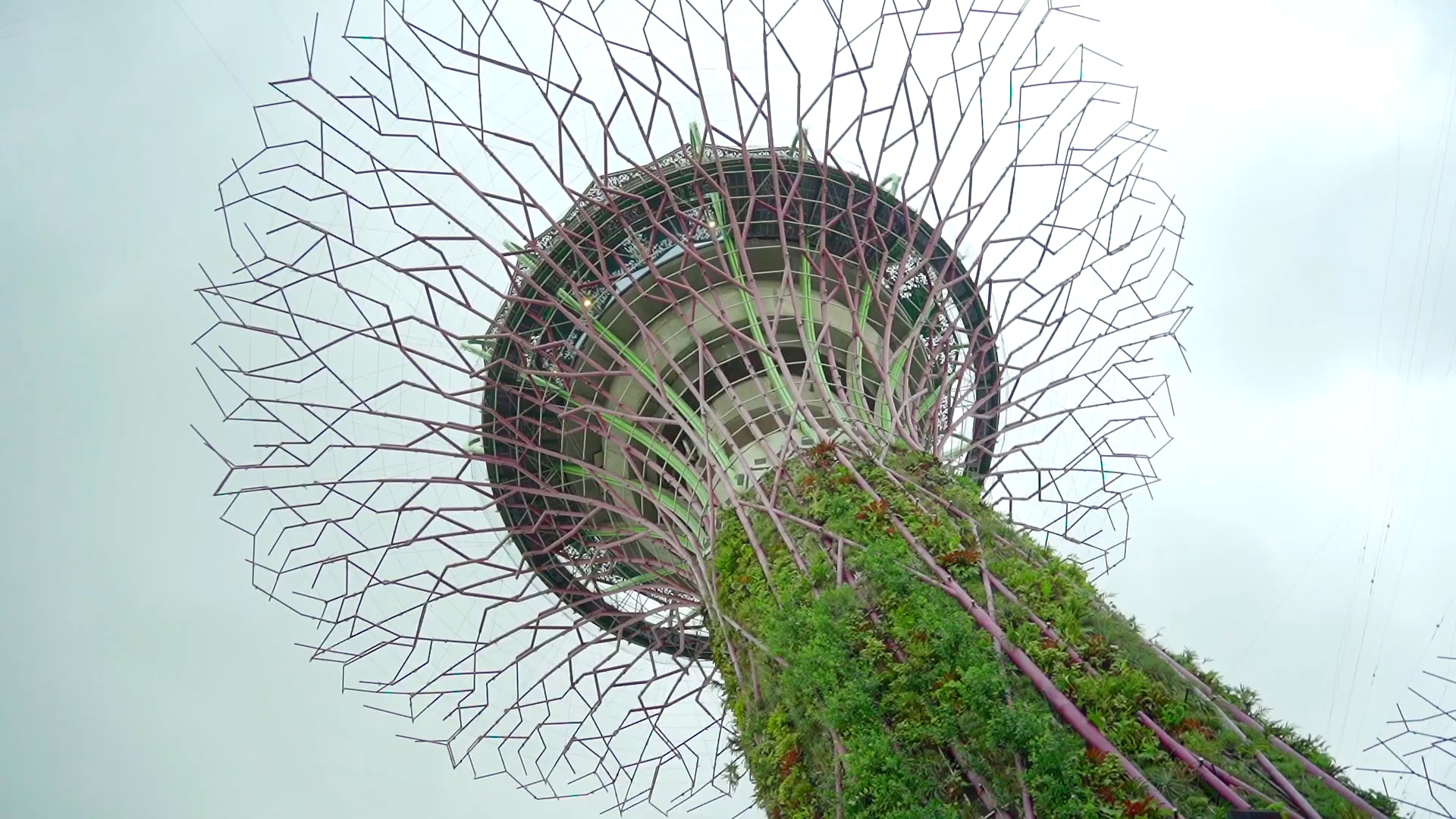 A low-angle view of a towering Supertree structure at Gardens by the Bay, covered in lush greenery with an intricate metal framework extending outward