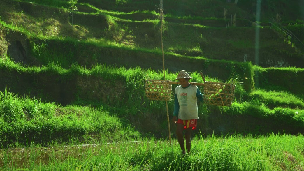 A farmer, laden with baskets of harvested weeds, Indonesia