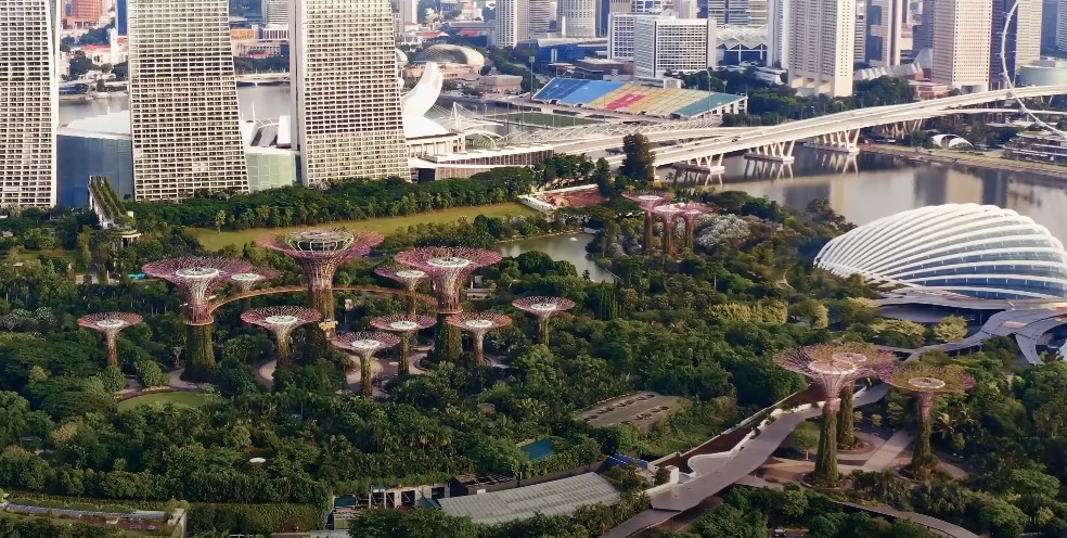 The Supertrees of Gardens by the Bay stand tall amidst a vibrant urban landscape